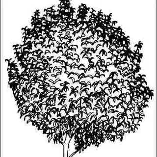 thumbnail for publication: Syringa reticulata 'Summer Snow': 'Summer Snow' Japanese Tree Lilac